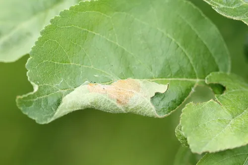 Apple Leaf Skeletonizer - photo 5
