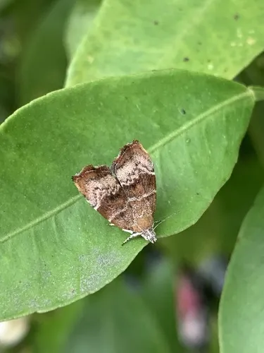 Apple Leaf Skeletonizer - photo 6