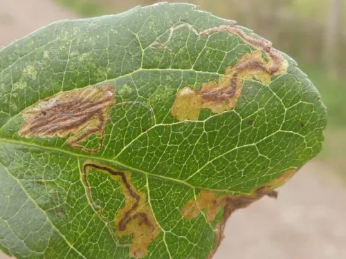 Apple Pigmy - Stigmella malella