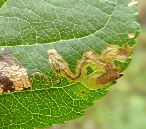 Apple Pigmy - photo 2
