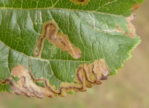 Apple Pigmy - photo 3