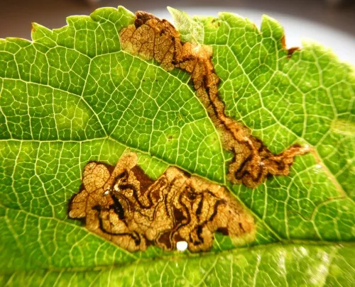 Apple Pigmy - photo 4