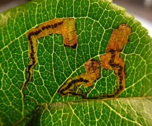 Apple Pigmy - photo 6