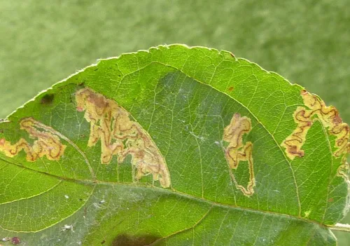 Apple Pigmy - photo 7