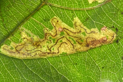 Apple Pigmy - photo 8