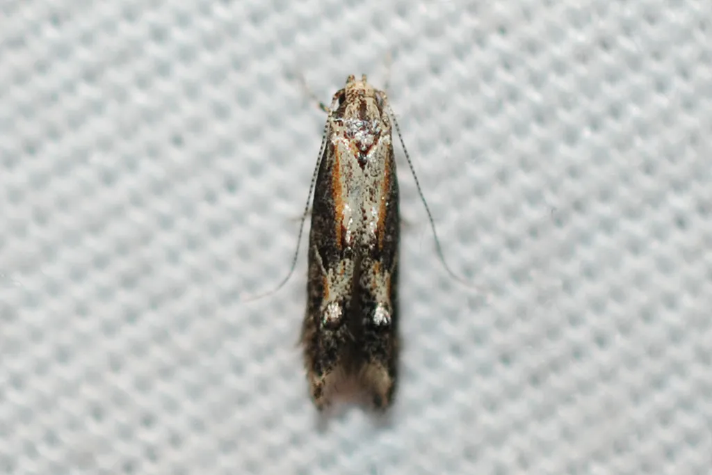 Blastodacna atra - photo 2