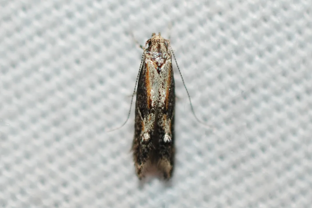 Blastodacna atra - photo 3