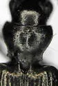 Apristus constrictus - photo 2
