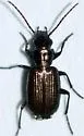 Apristus latens - photo 3