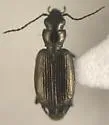 Apristus latens - photo 5