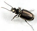 Apristus laticollis