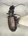 Apristus laticollis - photo 2