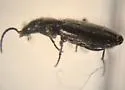 Apristus laticollis - photo 3