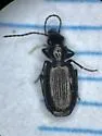 Apristus laticollis - photo 4