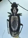 Apristus laticollis - photo 5