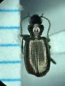 Apristus pugetanus