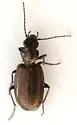 Apristus pugetanus - photo 2