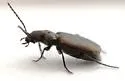 Apristus pugetanus - photo 3