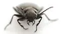 Apristus pugetanus - photo 4