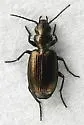 Apristus subdeletus