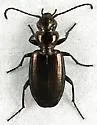 Apristus subdeletus - photo 3
