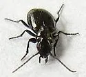 Apristus subdeletus - photo 4