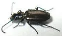 Apristus subdeletus - photo 5