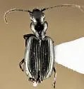 Apristus subsulcatus - photo 2