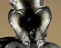 Apristus subsulcatus - photo 3