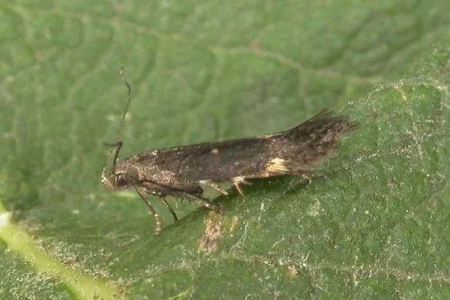 Aproaerema anthyllidella
