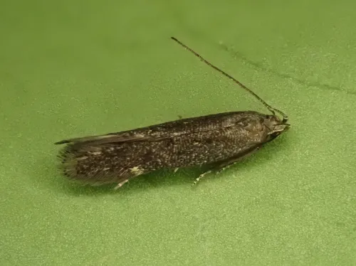 Aproaerema anthyllidella - photo 2