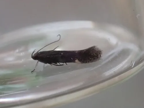 Aproaerema anthyllidella - photo 3