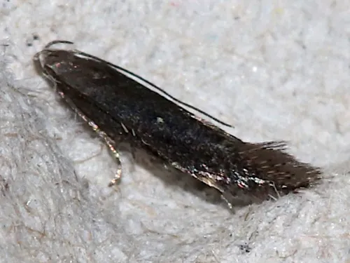 Aproaerema anthyllidella - photo 4
