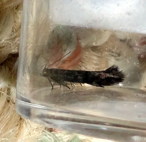 Aproaerema anthyllidella - photo 5