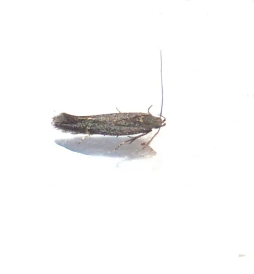 Aproaerema anthyllidella - photo 6