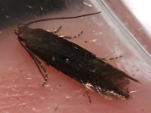 Aproaerema anthyllidella - photo 7