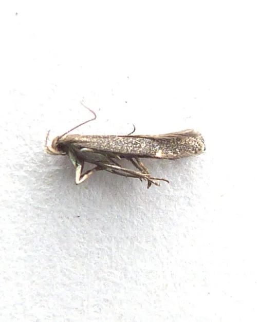 Aproaerema anthyllidella - photo 8