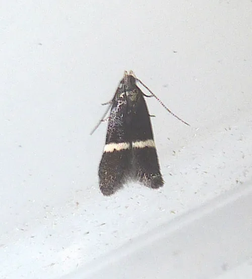 Aproaerema larseniella