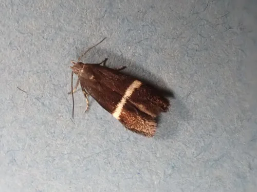 Aproaerema larseniella - photo 2