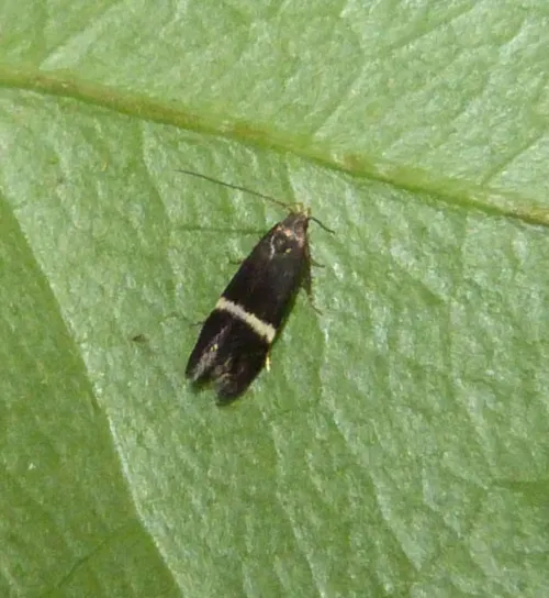 Aproaerema larseniella - photo 3