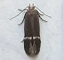 Aproaerema nigrella - Hodges#2221