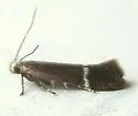 Aproaerema nigrella - Hodges#2221 - photo 2