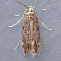 Aproaerema palpilineella - Hodges#2222