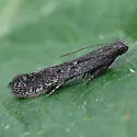 Aproaerema palpilineella - Hodges#2222 - photo 2