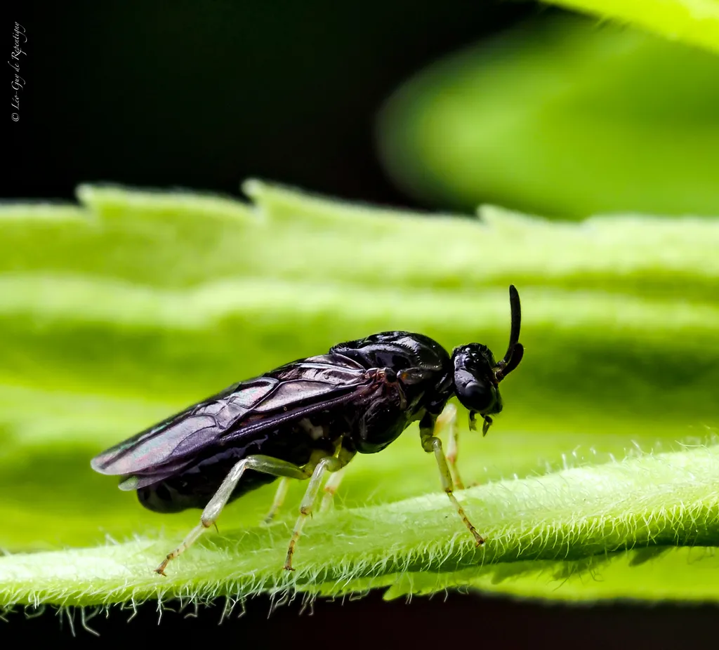 Elm Zigzag Sawfly
