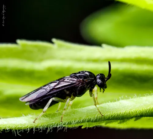 Elm Zigzag Sawfly - photo 2
