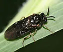 Aprosthema brunniventre
