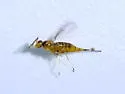 Aprostocetus fidius - photo 2