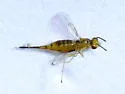 Aprostocetus fidius - photo 3