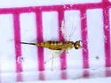 Aprostocetus fidius - photo 4